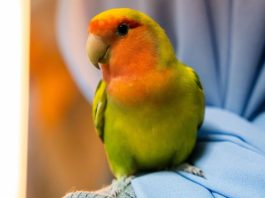 Friends Of Parrots Day: Learn About Care For Parrots At This Inaugural Event On 30 May