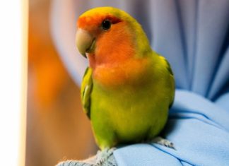 Friends Of Parrots Day: Learn About Care For Parrots At This Inaugural Event On 30 May Friends Of Parrots Day: Learn About Care For Parrots At This Inaugural Event On 30 May