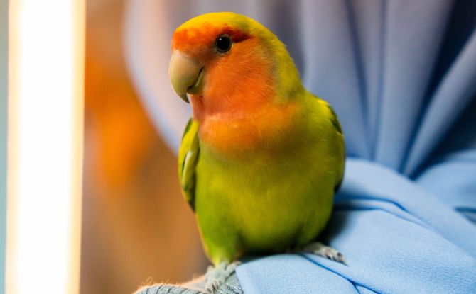 Friends Of Parrots Day: Learn About Care For Parrots At This Inaugural Event On 30 May Friends Of Parrots Day: Learn About Care For Parrots At This Inaugural Event On 30 May