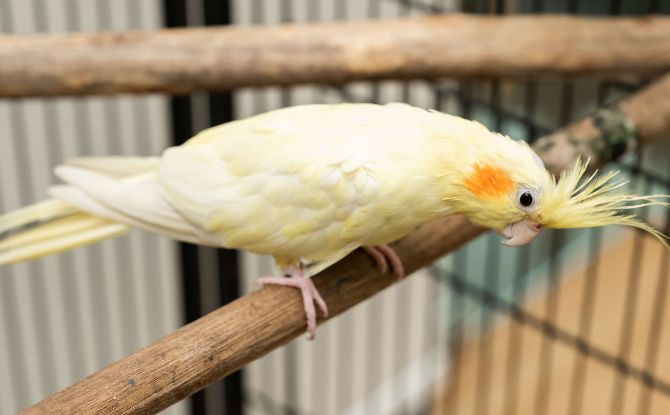 Friends Of Parrots Day: Learn About Care For Parrots At This Inaugural Event On 30 May 1 What to Expect at Friends of Parrots Day: Event Highlights