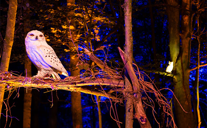 Harry Potter: A Forbidden Forest Experience Is Coming To Singapore 1 Harry Potter: A Forbidden Forest Experience