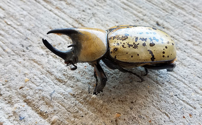 Hercules Beetle