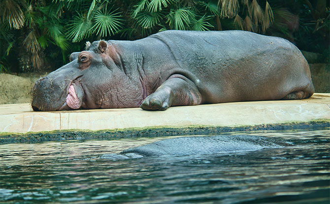Animals Starting with H - Hippo