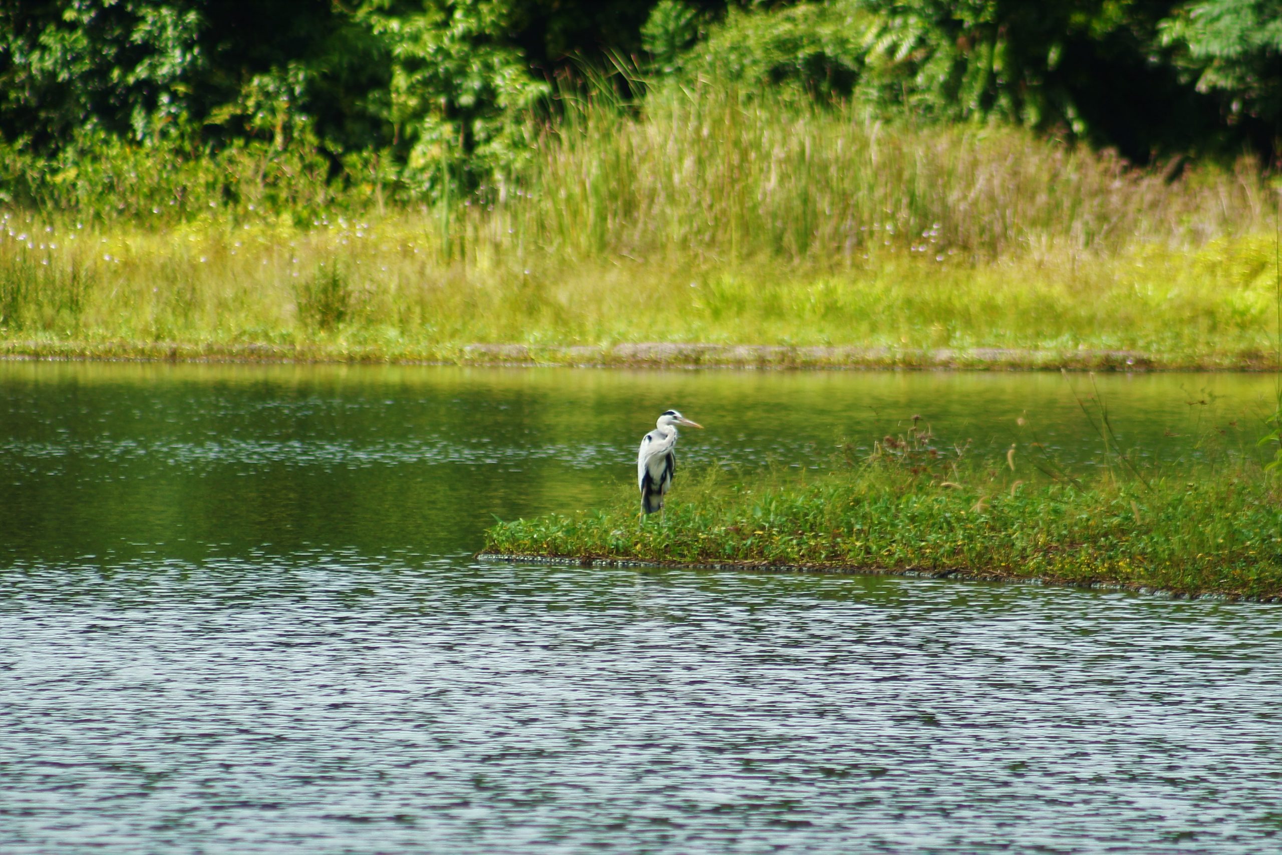 Pekan Quarry is a habitat for herons