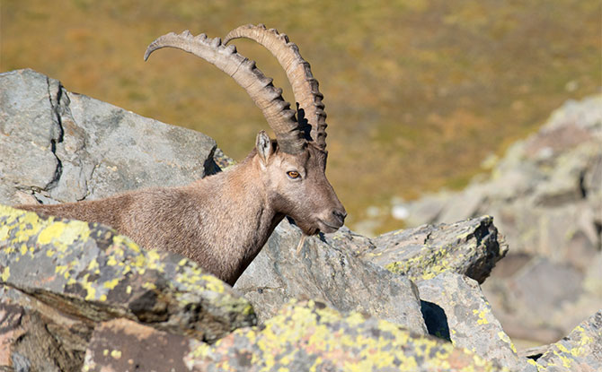 Ibex