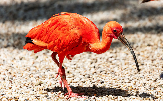 Ibis