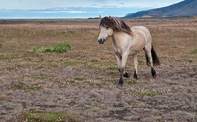 Icelandic Horse