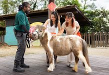 Have A Horse-picious Chinese New Year 2026 At Singapore Zoo & Other Wildlife Parks Have A Horse-picious Chinese New Year 2026 At Singapore Zoo & Other Wildlife Parks