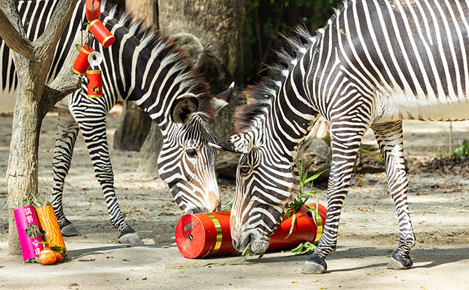 Have A Horse-picious Chinese New Year 2026 At Singapore Zoo & Other Wildlife Parks 2 Special Chinese New Year Animal Presentations