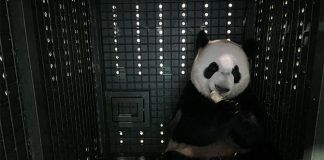 Giant Panda Cub Le Le Arrives Safely In China