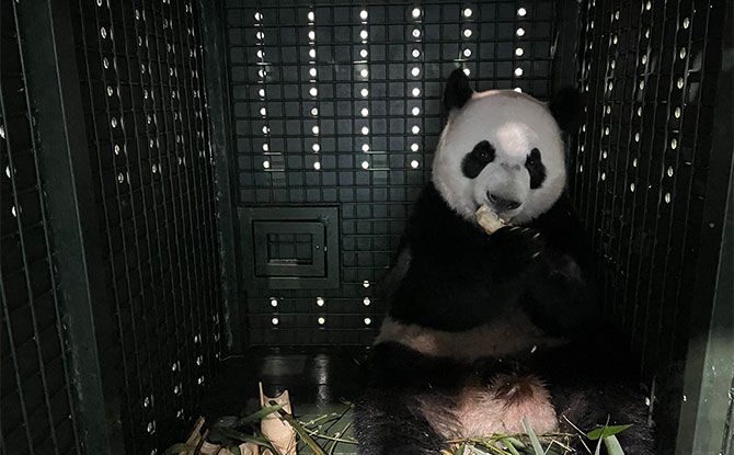 Giant Panda Cub Le Le Arrives Safely In China Giant Panda Cub Le Le Arrives Safely In China
