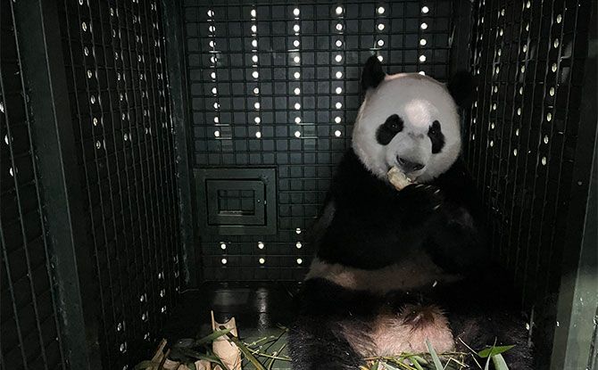 Giant Panda Cub Le Le Arrives Safely In China