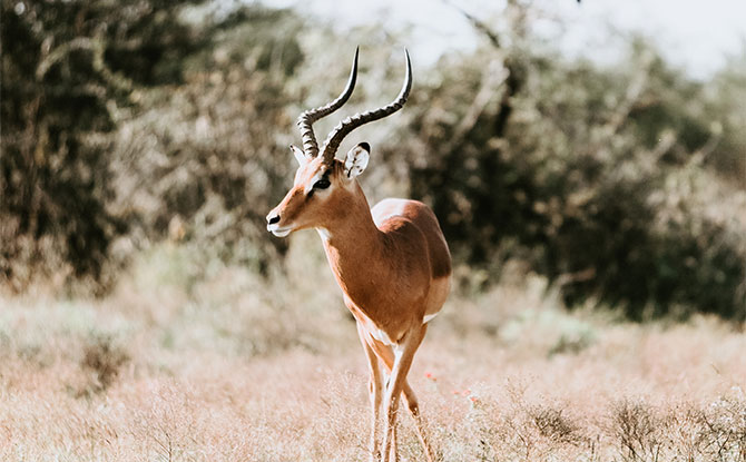 Animals Starting With I: Impala