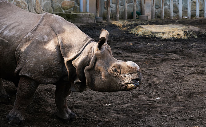Indian Rhinoceros