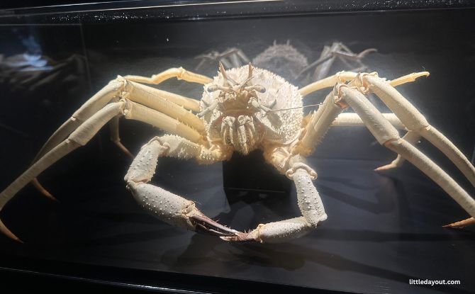 Into The Ocean At ArtScience Museum: Journey Beneath The Waves Across 6 Zones 8 Aphotic Zone