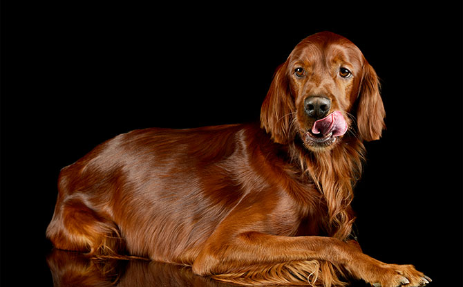 Irish Setter