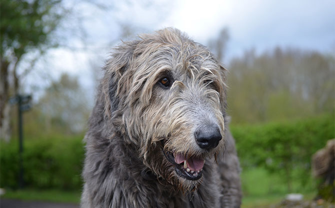 Irish Wolfhound