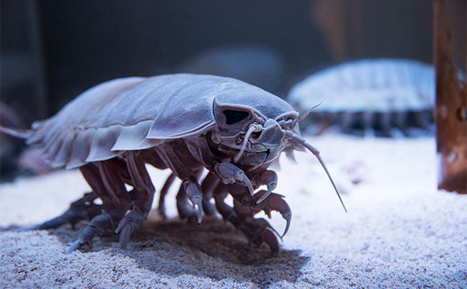 Isopod