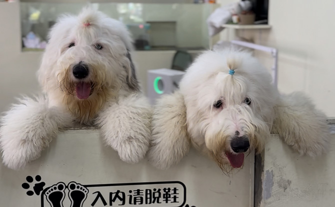 JB ecospringpalladium 04