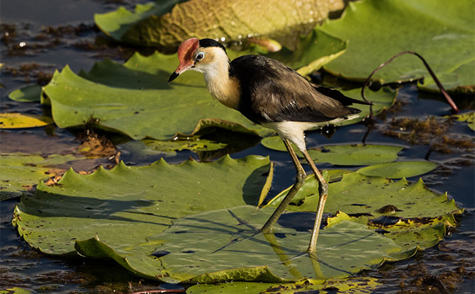 Jacana