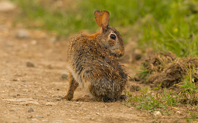 Animals that start with letter J - Jackrabbit