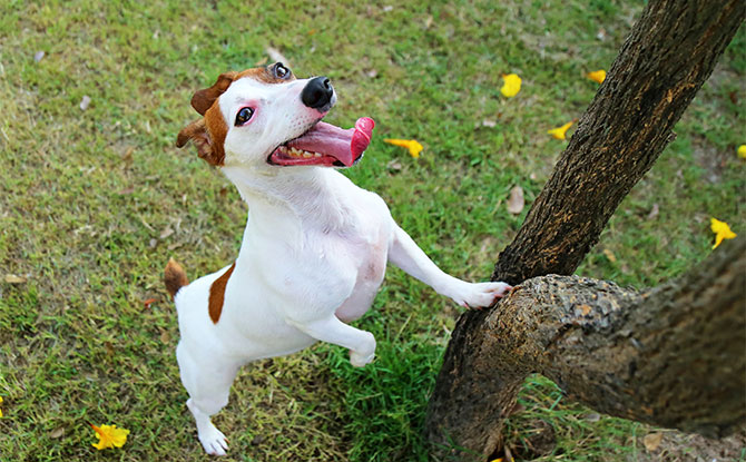 Jack Russell Terrier