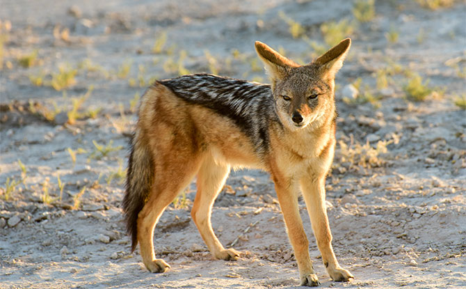 Animals Starting with J - Jackal