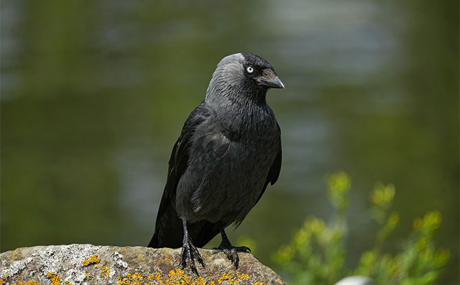 Animals that start with letter J - Jackdaw