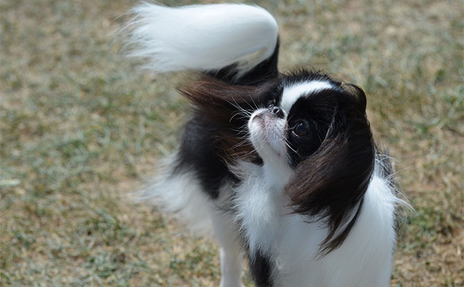 Animals that start with letter J - Japanese Chin