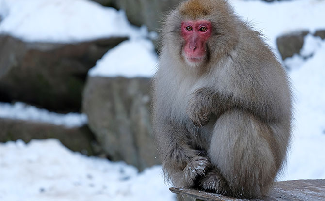 Japanese Macaque