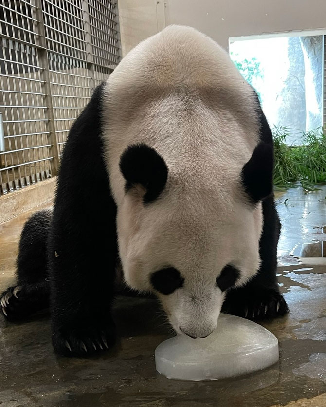 Giant Panda Jia Jia Joins In Her Cub's 100th Day Celebration