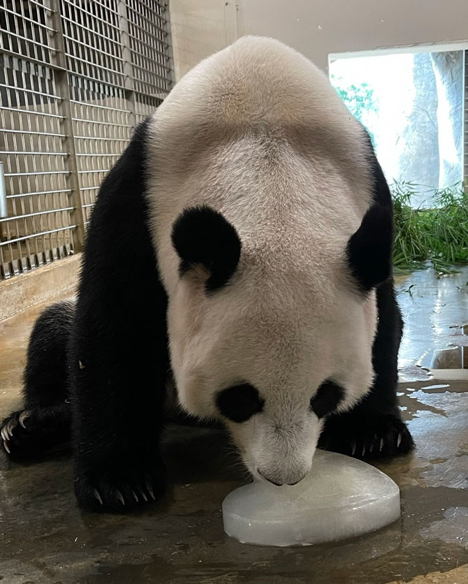 River Wonders’ Giant Panda Supermom Jia Jia Joins In Her Cub's 100th Day Celebration 1 Giant Panda Jia Jia Joins In Her Cub's 100th Day Celebration