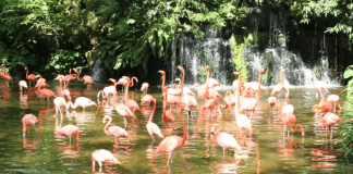 Jurong Bird Park Timings