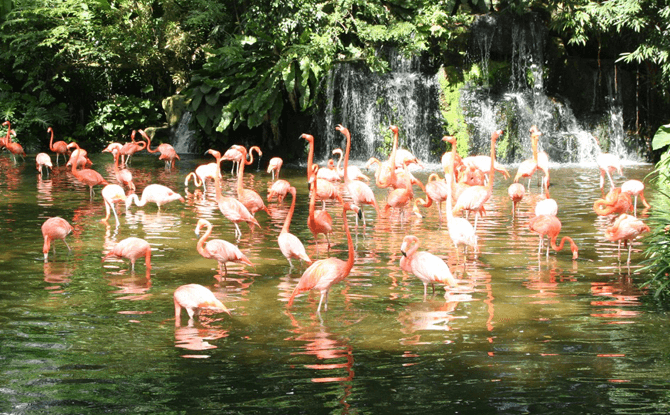 Jurong Bird Park Timings