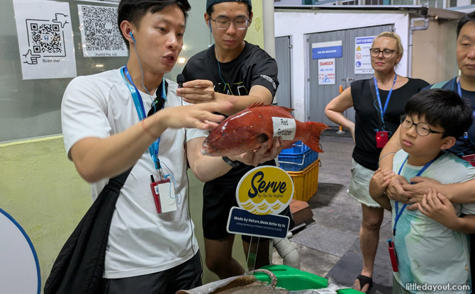 What School Didn’t Teach Us About Fish