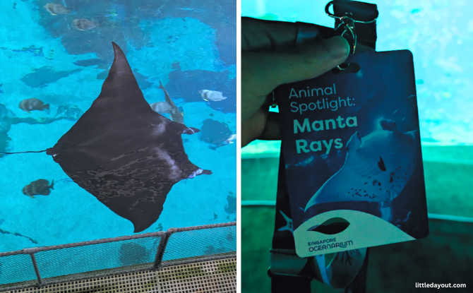 Animal Spotlight On Manta Rays: Celebrate World Manta Day At Singapore Oceanarium