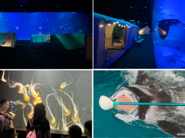 Luxury Glamping At Singapore Oceanarium: Family Review