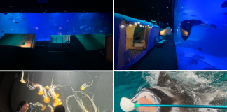Luxury Glamping At Singapore Oceanarium: Family Review