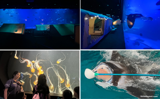 Luxury Glamping At Singapore Oceanarium: Family Review