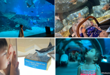 S.E.A Aquarium: Guide To Marine Life Wonders With The Kids [Updated Guide 2025]