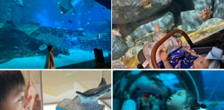 S.E.A Aquarium: Guide To Marine Life Wonders With The Kids [Updated Guide 2025]