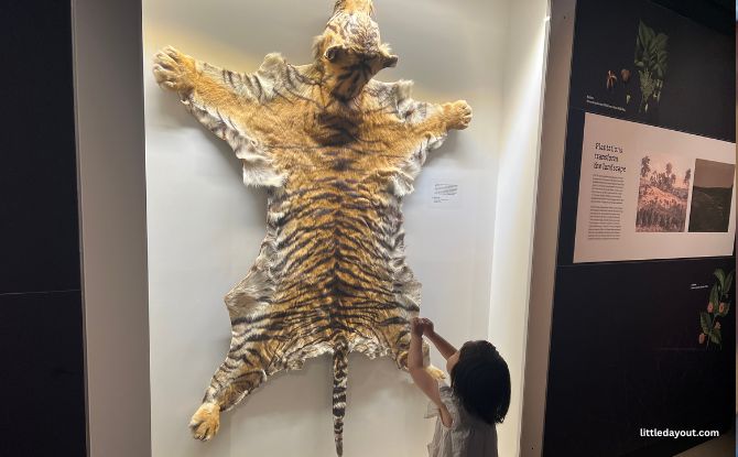 Join PAW Patrol On A Fun-Filled Museum Adventure At Lee Kong Chian Natural History Museum 11 The highlight for the girls was the display of the Singapore Tiger’s Skin - Stripes and all furry glory flat-laid out like a Tiger Rug.
