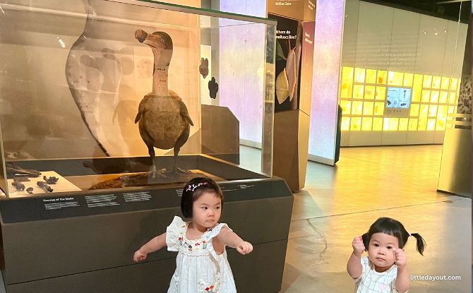 Join PAW Patrol On A Fun-Filled Museum Adventure At Lee Kong Chian Natural History Museum 6 huge DoDo bird