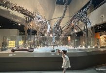 Join PAW Patrol On A Fun-Filled Museum Adventure At Lee Kong Chian Natural History Museum