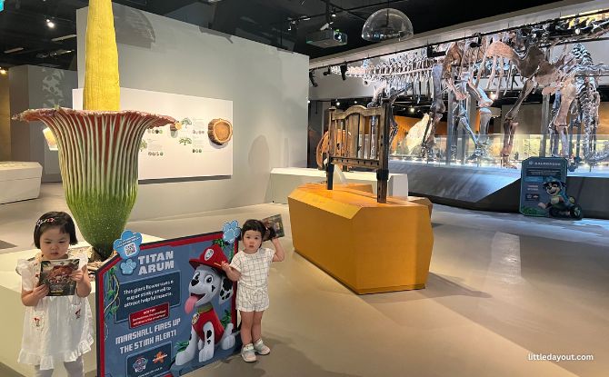 Join PAW Patrol On A Fun-Filled Museum Adventure At Lee Kong Chian Natural History Museum 5 Dinosaurs Zone