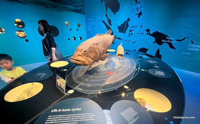 Join PAW Patrol On A Fun-Filled Museum Adventure At Lee Kong Chian Natural History Museum 8 Marine Cycles Zone