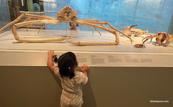 Join PAW Patrol On A Fun-Filled Museum Adventure At Lee Kong Chian Natural History Museum 7 Arthropods Zone