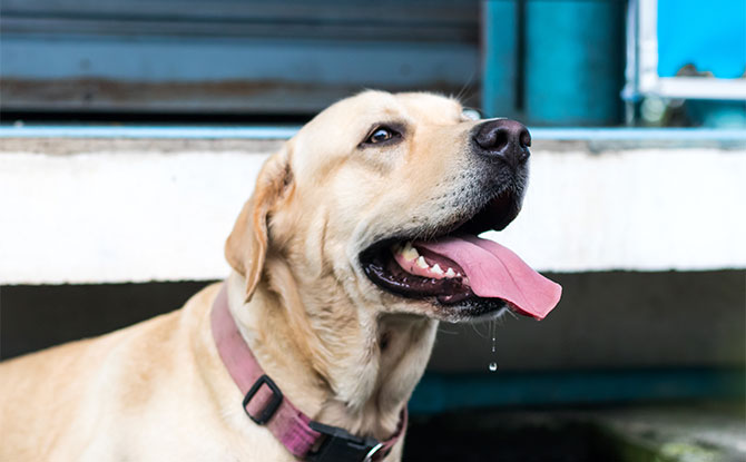 Labrador Retriever