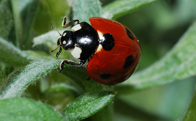 Ladybird