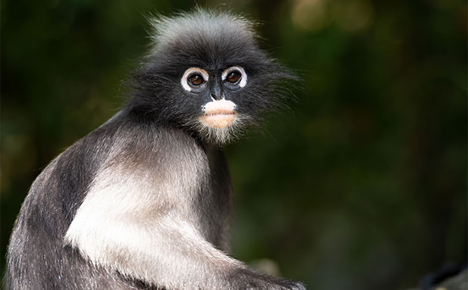 Langur